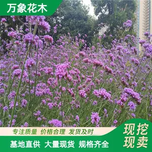 ����ľ ��Ҷ���޲� ϲ���� �ͺ�����ǿ ����Ч����