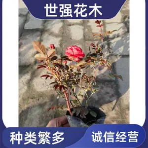 ��ɫ�¼��������� ���ᱭ״����Ũ���ڻ��׳ɻ�