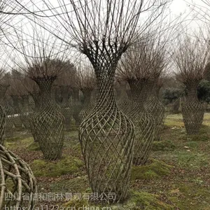成都批发紫薇树,专业技术培育 ,质优价低