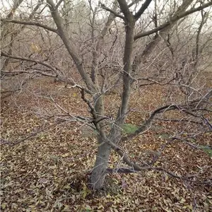 ����ʯ��������ʯ���������У�12����ʯ������15����ʯ������20����ʯ����