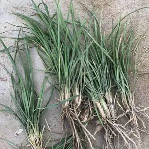 供应麦冬草 周至麦冬草苗圃现挖 西安卖地被草花 阔叶麦冬草基地
