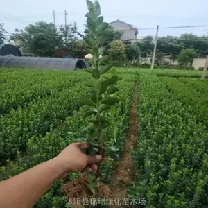 30公分冬青苗当然是它的主产地更便宜 而且货源足规格全