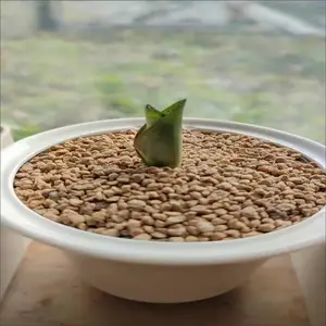 ��Ȫ ˮ����������ʯ���� �������ڸ������� ������ֲ���ø�
