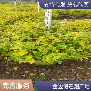 ���ع�Ӧ ��߼����̴�С���� ����԰���ļ�����ֲ�� ��ƺ����ֲ��