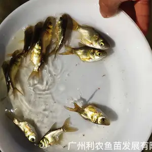 ���Ǵ�ͷ�������� �ɹǻ������� 3-4������ͷ�� ������ֳ��ֵ��