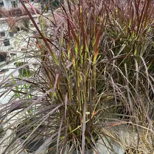 海量紫叶狼尾草批发 紫叶狼尾草基地 大小杯紫叶狼尾草工程苗