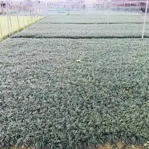 ��Ҷʯ� �Ĵ������̻��õ���ľ***�� ��������