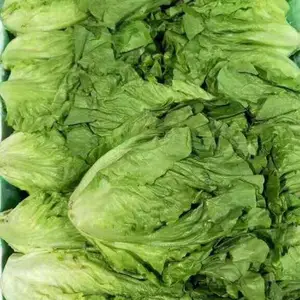 惠州沥林蔬菜批发/惠州沥林农副产品配送/惠州沥林蔬菜下单平台