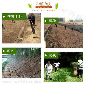 临汾绿化种子店铺