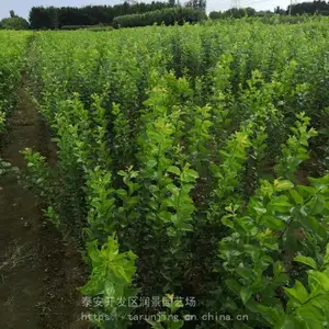 1���������������� ��ϵ���� ��ʪ�ʼ� ��ζõ��������