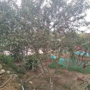 成都红叶碧桃5公分10公分12公分基地批发报价格便宜