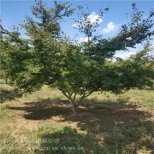 ��˼�צ�� ������ȫ 12���ּ�צ�� ��Ʒ���г���
