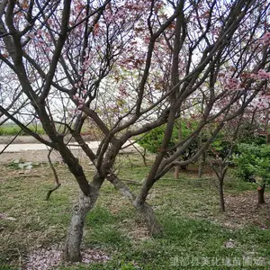 ���ƺõĹ���������÷ ������԰�ֹ��ͻ����̻�����������÷���ع�Ӧ ����������÷