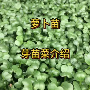 山东省潍坊青州市庆华全自动豆芽机、绿色无公害芽苗菜油葵松柳高粱小麦玉米苗