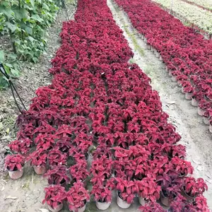 花卉租摆 彩叶草价格 种植基地 彩叶草图片-彩叶草基地-价格 成都苗木供应 时令花卉价格