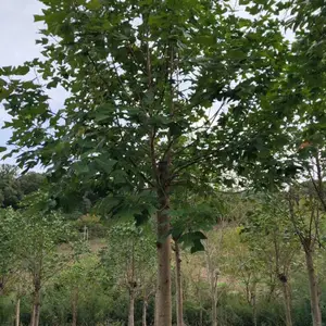 供应米径3-12公分一级马褂木苗木