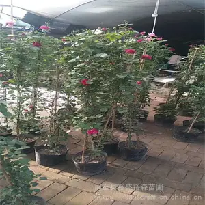 �����������¼�-��ǽΧ��-�໨�ڻƻ������¼�