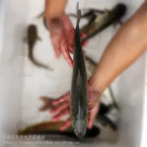 ��ˮ�������� �������� �����ֳ��ѩ��