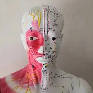 ҽ��ʿ-��׼���徭��Ѩλģ��