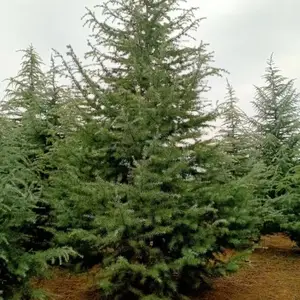 雪松批发基地 雪松基地 供应各规格占地雪松