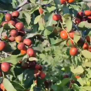 酸枣苗带营养杯酸枣种植,酸枣苗成活***结果早