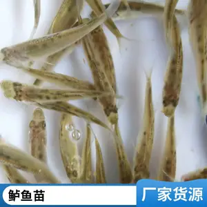 鲜活健康 生长迅速 存活*** 鲈鱼苗批发 送货上门 服务好