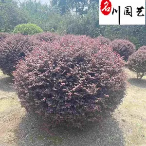 ���۾�Ʒ���ľ�� 80-200���ֺ��ľ��۸� �������� ͥԺ����С�������̻�