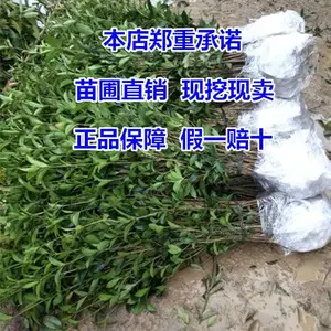 ���������������ļ�����ֲ��Ũ���ͼ޽ӽ�𵤹������ļ���ֲ