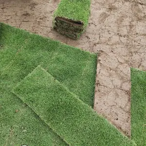 郴州大量草卷批发 马尼拉草卷批发 草皮基地