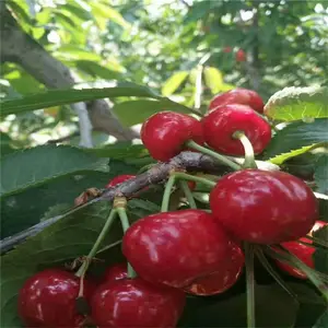 ������ӣ���� ��ľ���� ӣ���� �����ֻ����� ˧������ ��ľ����