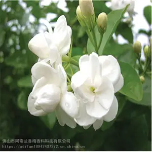 ����Ϳ���㾫���ٻ������㡢���㡢���㡢Ҷ�㡢ľ�㡢��̿�㡢�����㡢�����㡢��ˮ���)