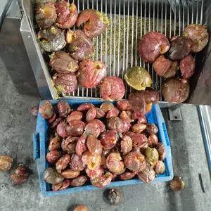 ب�� �����֭�������豸 �����ȥƤ�� ɱ�� ��װ�������豸