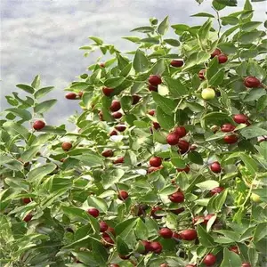 酸枣苗 晋酸3号高产双仁酸枣苗 1年2年酸枣树苗基地直发