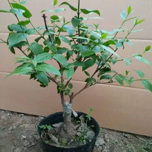 ����������÷С������ ͥԺ�̻���԰С���羰�� ԰���쾰÷����