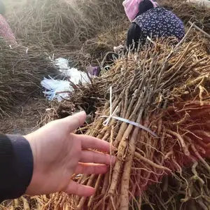 ҩ��ĵ������ԭ�����������