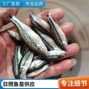 鲈鱼苗鲟鱼鱼苗养殖场日照本地自营优质鱼苗供应