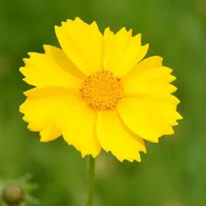 金鸡菊花种子 批发花卉花种 家庭园艺园林花境菊花种子籽