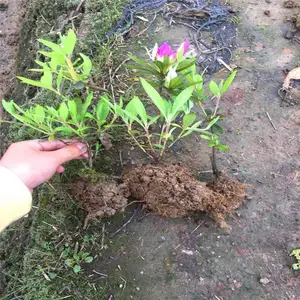 广东梅州毛杜鹃小苗的价格相互信任
