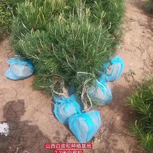 白皮松 白皮松价格 山西白皮松产地供应1米/2米/3米/4米白皮松