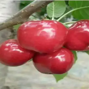 �����Ӵ�ӣ���� ���ż��� ˧��԰�ճ� ���������� ����ֱ��