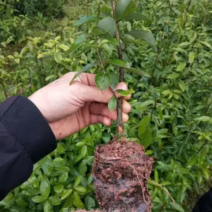 四川老鹰茶苗/重庆老鹰茶苗/贵州老鹰茶苗/贵州红白老鹰茶苗价格