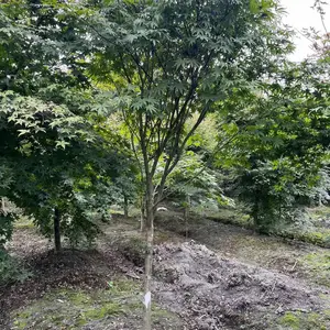 �ɶ���Ҷ����,��������ϰ��,5���ֺ����