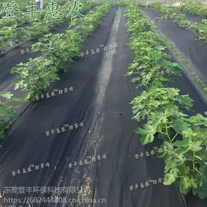 登丰惠农,防草布