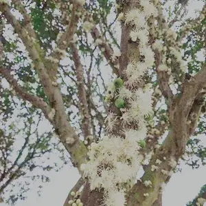 四季嘉宝果果苗 泉州市绿生农业开发供应