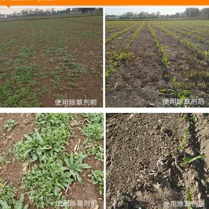 供应玉米田苗后除草剂、除草剂销售——苞美