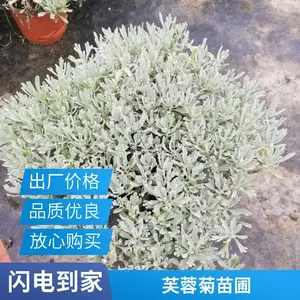 巴蜀园艺出售 芙蓉菊小杯苗 造型租摆花卉 庭院色块绿化苗