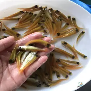 ��˿������***ǿ ��̬��ֳ�������ȫ������