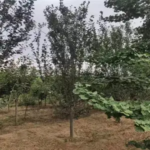 �������� ��ӭ�ɹ� ˧��ũҵ ���ͷ�������3���ֶ��������