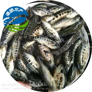 【2022年苗场供货】溪水石斑鱼苗 水花苗 丰产花斑鱼苗供应