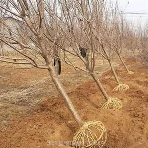 ����4����5����ӣ�� �ձ���ӣ ��ӣ ӣ��С�� ͥԺ����С���̻�